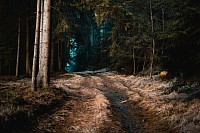 Dunkel und kalter Wald