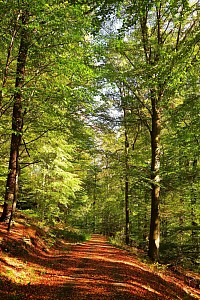 Sommer Wald Abenteuer Spaß